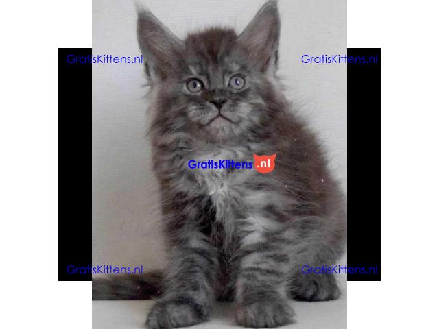 Mainecoon kittens beschikbaar