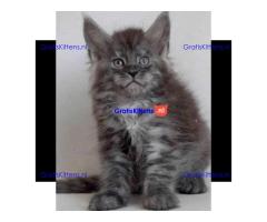 Mainecoon kittens beschikbaar
