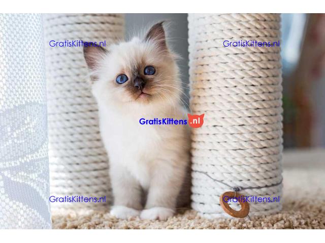 Schattige Ragdoll-kittens ter adoptie