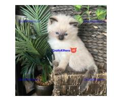 Schattige Ragdoll-kittens ter adoptie