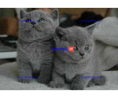 Brits korthaar klaar