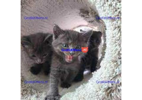 Geweldige Russina blauwe kittens