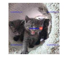 Geweldige Russina blauwe kittens