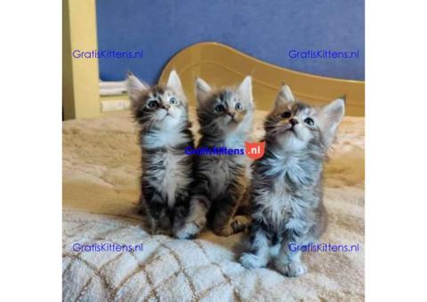 Maine coon katten en kittens