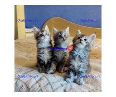 Maine coon katten en kittens
