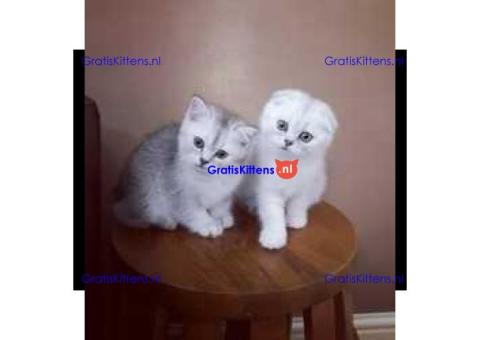 Prachtige Scottish Fold Kittens