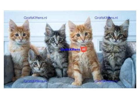 schattige mannelijke en vrouwelijke maine coon-kittens ter adoptie