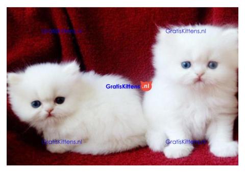 gezonde Perzische kittens ter adoptie