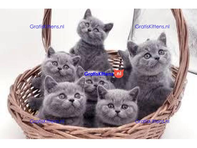 Mooie Brits Korthaar kittens te koop van fokker.