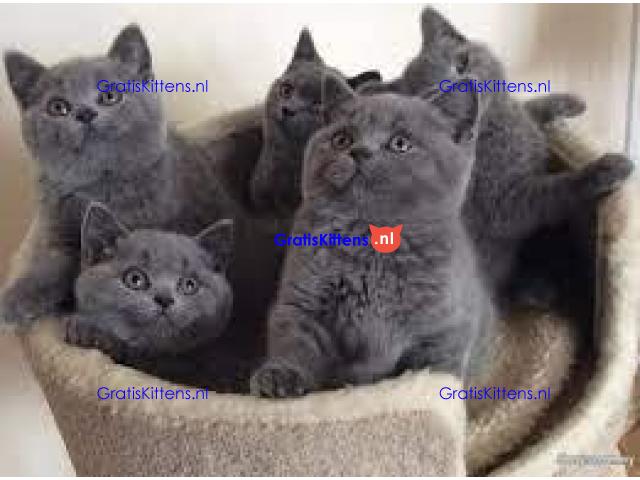 Mooie Brits Korthaar kittens te koop van fokker.