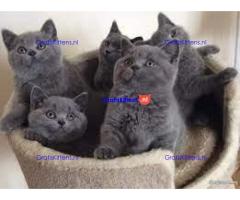Mooie Brits Korthaar kittens te koop van fokker.