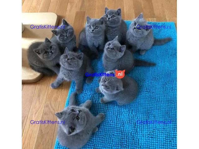 Mooie Brits Korthaar kittens