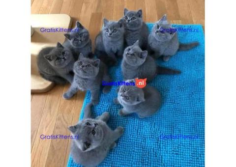 Mooie Brits Korthaar kittens