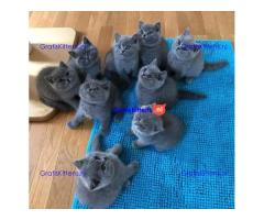 Mooie Brits Korthaar kittens