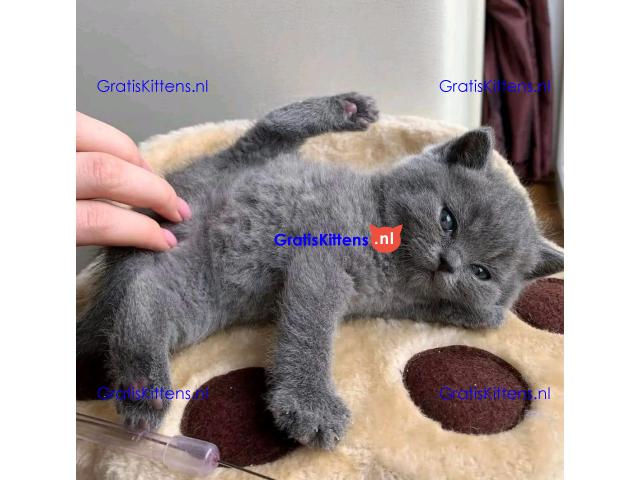 Mooie Brits Korthaar kittens