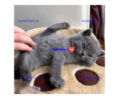 Mooie Brits Korthaar kittens