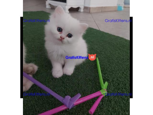 Mooie Perzische kittens met stamboom te koop