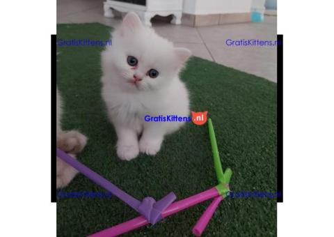 Mooie Perzische kittens met stamboom te koop