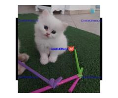 Mooie Perzische kittens met stamboom te koop