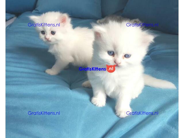 Mooie Perzische kittens met stamboom te koop