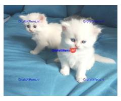 Mooie Perzische kittens met stamboom te koop