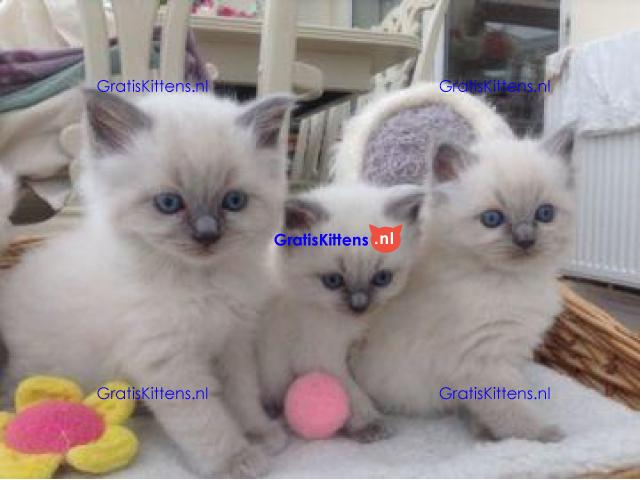 Prachtige volbloed geregistreerde Ragdoll kittens