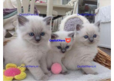 Prachtige volbloed geregistreerde Ragdoll kittens