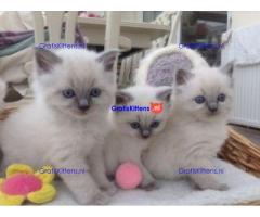Prachtige volbloed geregistreerde Ragdoll kittens
