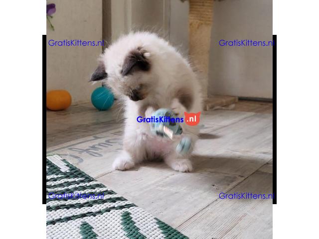 Prachtige volbloed geregistreerde Ragdoll kittens