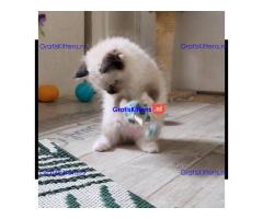 Prachtige volbloed geregistreerde Ragdoll kittens