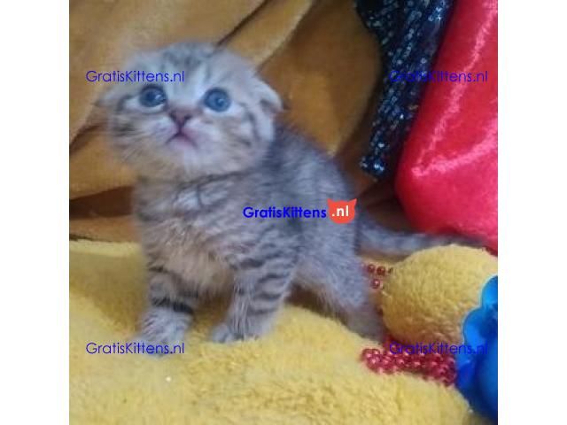 Mooie Scottish Fold klaar voor nieuw huis