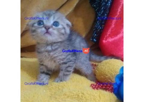 Mooie Scottish Fold klaar voor nieuw huis