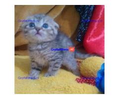 Mooie Scottish Fold klaar voor nieuw huis