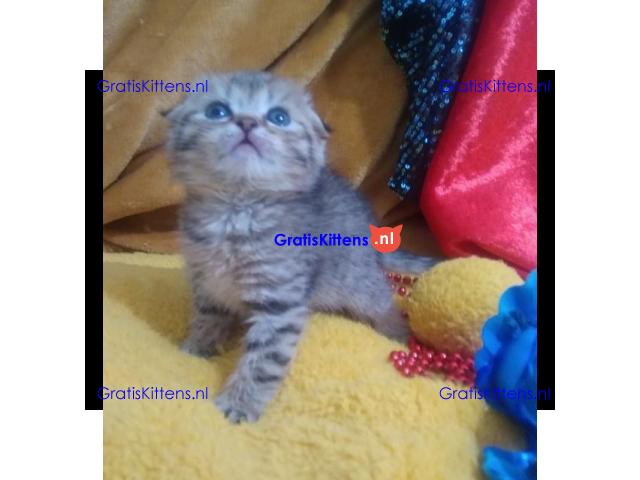Mooie Scottish Fold klaar voor nieuw huis