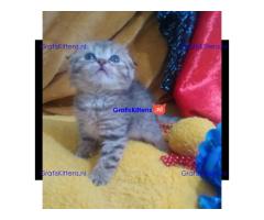 Mooie Scottish Fold klaar voor nieuw huis