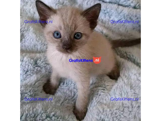 Mooie Siamese Kittens