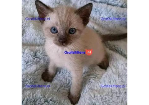 Mooie Siamese Kittens
