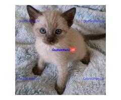 Mooie Siamese Kittens