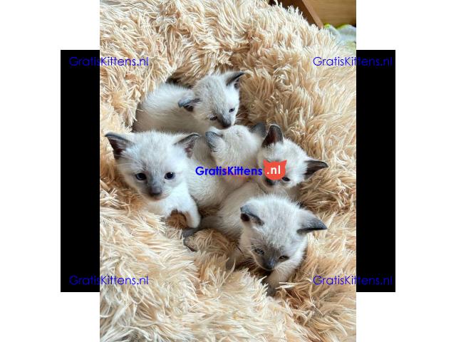 Mooie Siamese Kittens