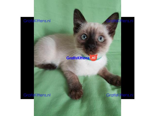 Mooie Siamese Kittens
