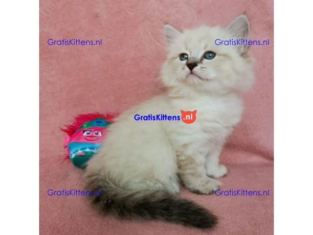 Schattige Siberische Kittens