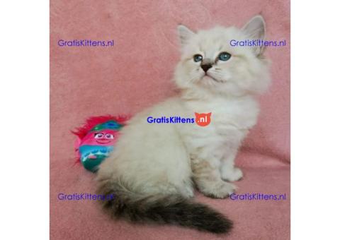 Schattige Siberische Kittens