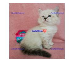 Schattige Siberische Kittens