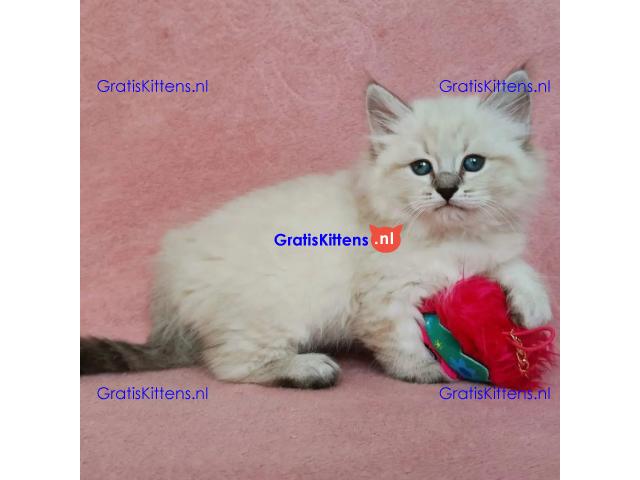 Schattige Siberische Kittens