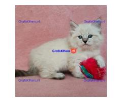 Schattige Siberische Kittens