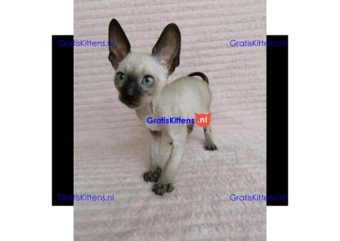 Schattige geregistreerde Cornish Rex-kittens