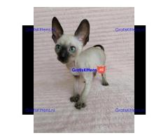 Schattige geregistreerde Cornish Rex-kittens