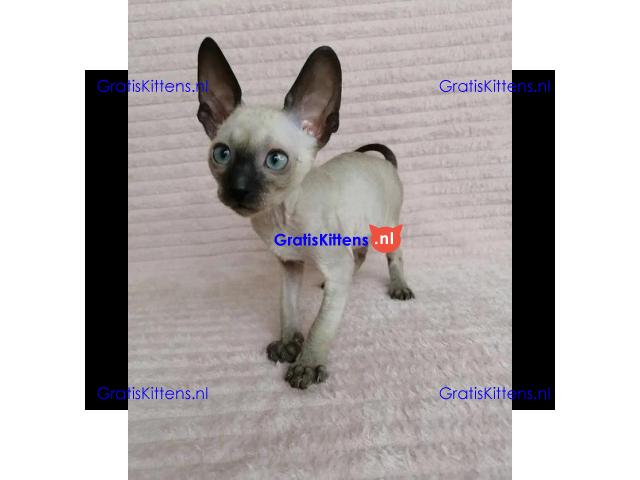 Schattige geregistreerde Cornish Rex-kittens