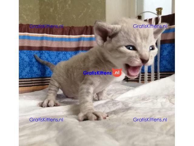 Devon Rex kittens nu beschikbaar