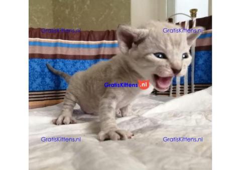 Devon Rex kittens nu beschikbaar